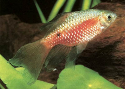 Puntius conchonius